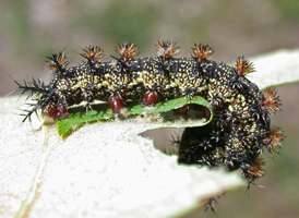 Eastern Buck Moth